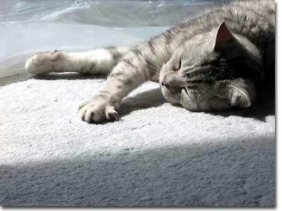 Müder Kater
